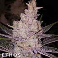 Ethos Genetics Seeds Orange Kush Cake R1