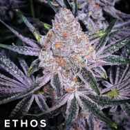 Ethos Genetics Seeds Purple Sunset RBX2
