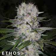 Ethos Genetics Seeds Skunk Hero RBX1