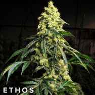 Ethos Genetics Seeds Sour G R1