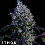 Ethos Genetics Seeds Super Lemon Haze RBX3
