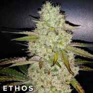 Ethos Genetics Seeds Toasted R1
