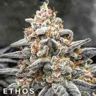 Ethos Genetics Seeds White Wedding RBX