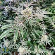 Exotic Genetix Seeds Cookies & Cream IX3