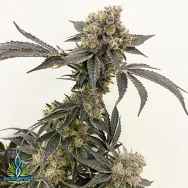 Exotic Genetix Seeds Dole Whip