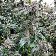 Exotic Genetix Seeds Power Sherb