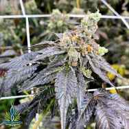 Exotic Genetix Seeds Runtz Limited Lineup Designer Runtz