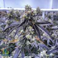 Exotic Genetix Seeds Runtz Limited Lineup Dessert Runtz