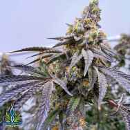 Exotic Genetix Seeds Runtz Limited Lineup Krazy Runtz