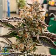 Exotic Genetix Seeds Bad Betty