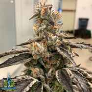 Exotic Genetix Seeds Berry Bubba