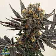 Exotic Genetix Seeds Colonel Crunch