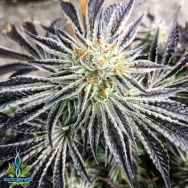 Exotic Genetix Seeds Cream D' Mint