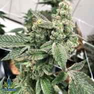 Exotic Genetix Seeds Cream N Tina