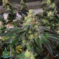 Exotic Genetix Seeds Crunk Boat