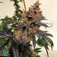 Exotic Genetix Seeds Falcon 9