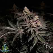 Exotic Genetix Seeds Gelato Mint