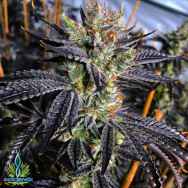 Exotic Genetix Seeds Guicy Banger