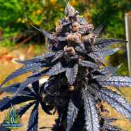 Exotic Genetix Seeds Jet-A