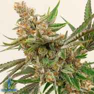 Exotic Genetix Seeds Jungle Fruit