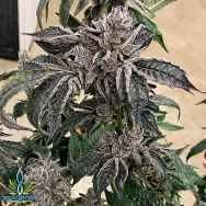 Exotic Genetix Seeds Lip Smacker