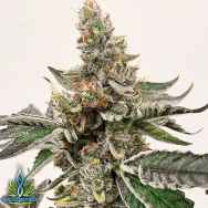 Exotic Genetix Seeds Mikes Strawberry Lemonade