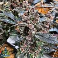 Exotic Genetix Seeds Paradise Circus