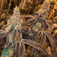 Exotic Genetix Seeds Peanut Butter N'Chocolate