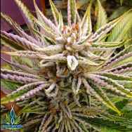 Exotic Genetix Seeds Pizookies