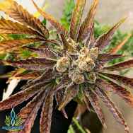 Exotic Genetix Seeds Rainbow Reserve