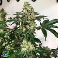 Exotic Genetix Seeds Slap Wagon