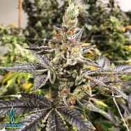 Exotic Genetix Seeds Sloppy Box