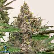 Exotic Genetix Seeds Strawberries & Cream F2