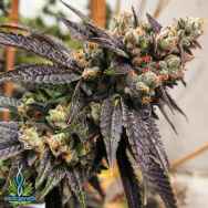 Exotic Genetix Seeds Tina F2