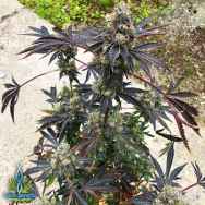 Exotic Genetix Seeds Tropic Truffle