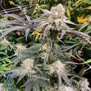 Exotic Genetix Seeds Apes in Space