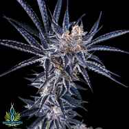 Exotic Genetix Seeds Rainbow Chip Limited Lineup Baker's Dozen