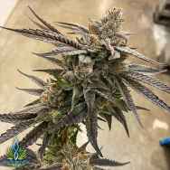 Exotic Genetix Seeds Red Pop Lineup Big Red