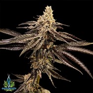 Exotic Genetix Seeds Rainbow Chip Limited Lineup Blackout Bobby
