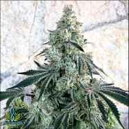 Exotic Genetix Seeds Bonkers