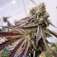 Exotic Genetix Seeds Carmelita