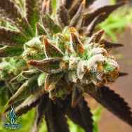 Exotic Genetix Seeds Chocolate Orange Cream