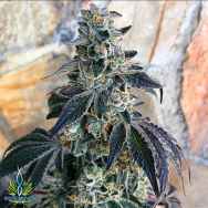 Exotic Genetix Seeds Concord Cream