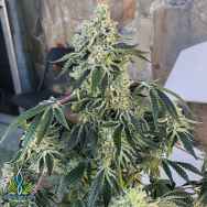 Exotic Genetix Seeds Cookies & Cream F3