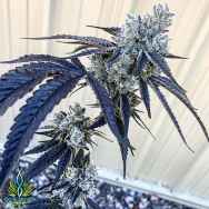 Exotic Genetix Seeds Red Pop Lineup Cream Pop