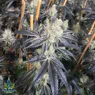 Exotic Genetix Seeds Cream & Sugar