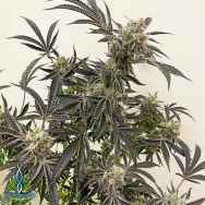 Exotic Genetix Seeds Creamz