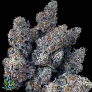 Exotic Genetix Seeds Rainbow Chip Limited Lineup Dirty Little Secret