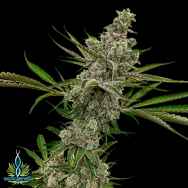 Exotic Genetix Seeds Rainbow Chip Limited Lineup Goudaberry