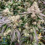 Exotic Genetix Seeds Runtz Limited Lineup Greasy Runtz